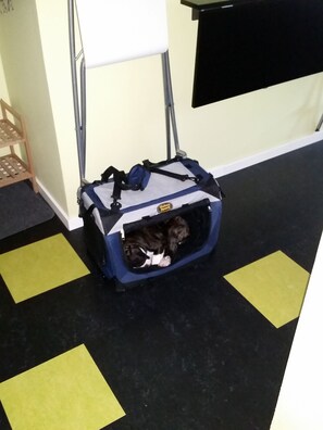 Pet-friendly