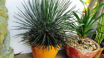 Two potted plants, one in an orange pot and another in a red pot, placed on a concrete surface against a white wall.