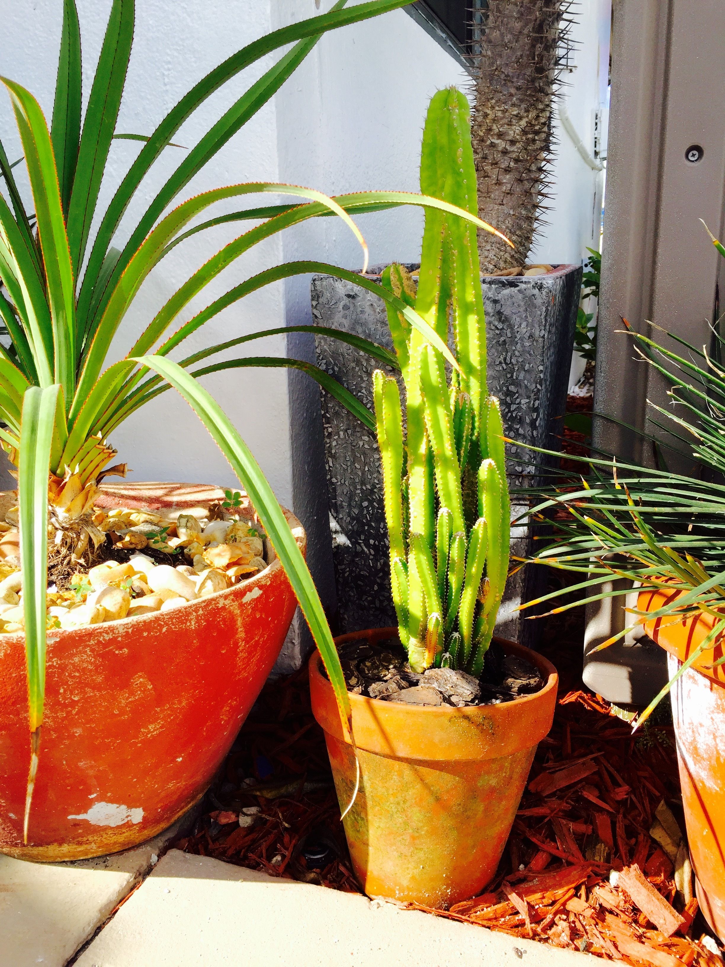 A cactus in a terracotta pot, another in a red pot, and a third in a black pot, all placed on a tiled surface with mulch.