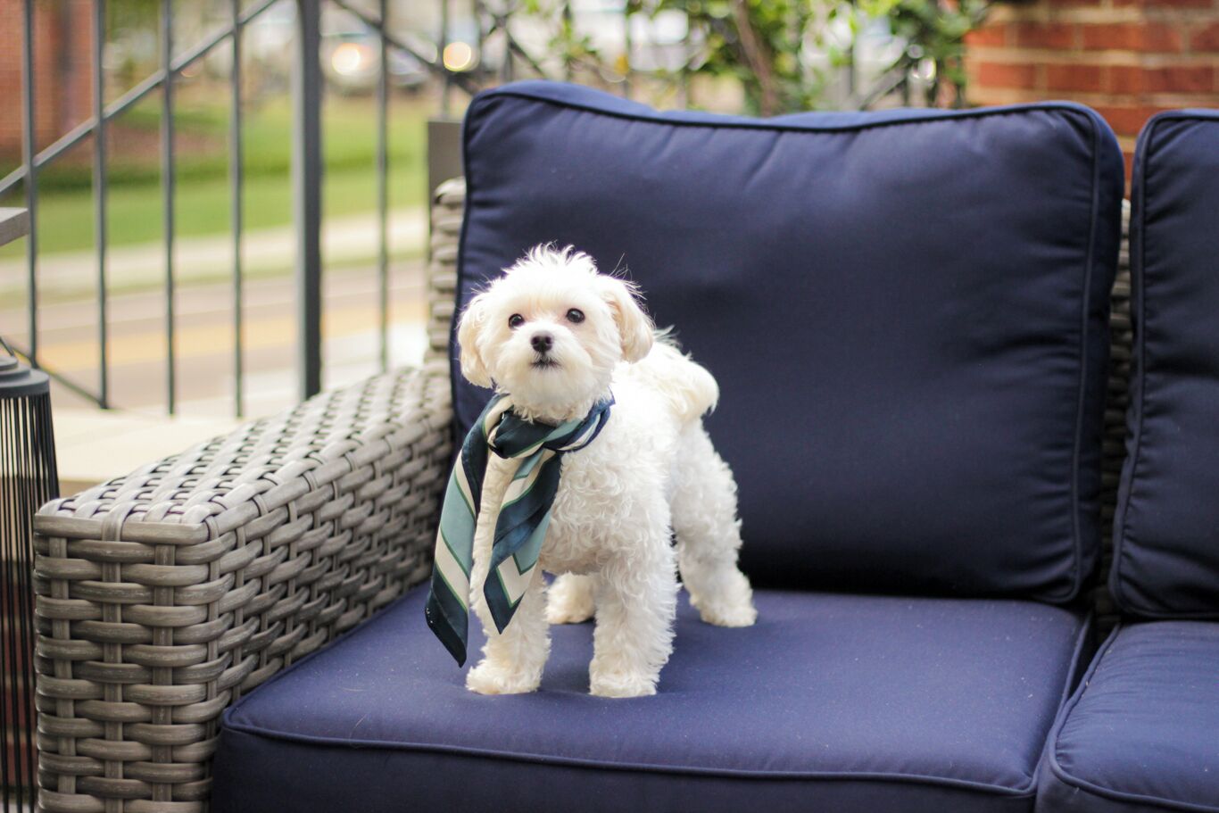 A small white dog sitting on a blue outdoor sofa.
