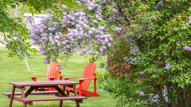 A picnic setup with a table and chairs in a grassy area, surrounded by lush greenery and flowering trees.