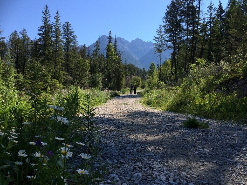 A gravel path in a forested area with tall trees and mountains in the background.