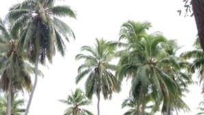 A small, single-story structure surrounded by tall palm trees, likely a bungalow or guest house. - Two Canoes Island Getaway (Aore Island)