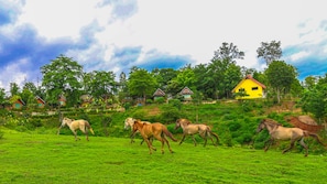 บริเวณภายนอก