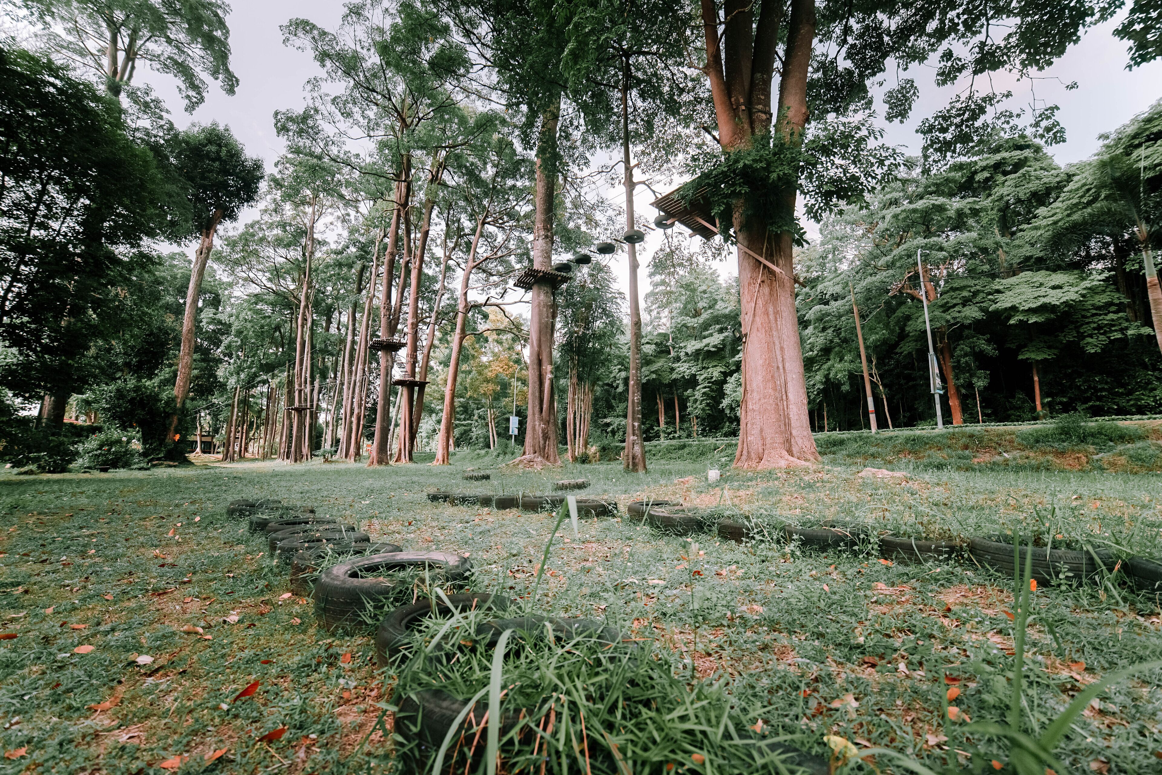 A forested area with tall trees and scattered tires on the ground.