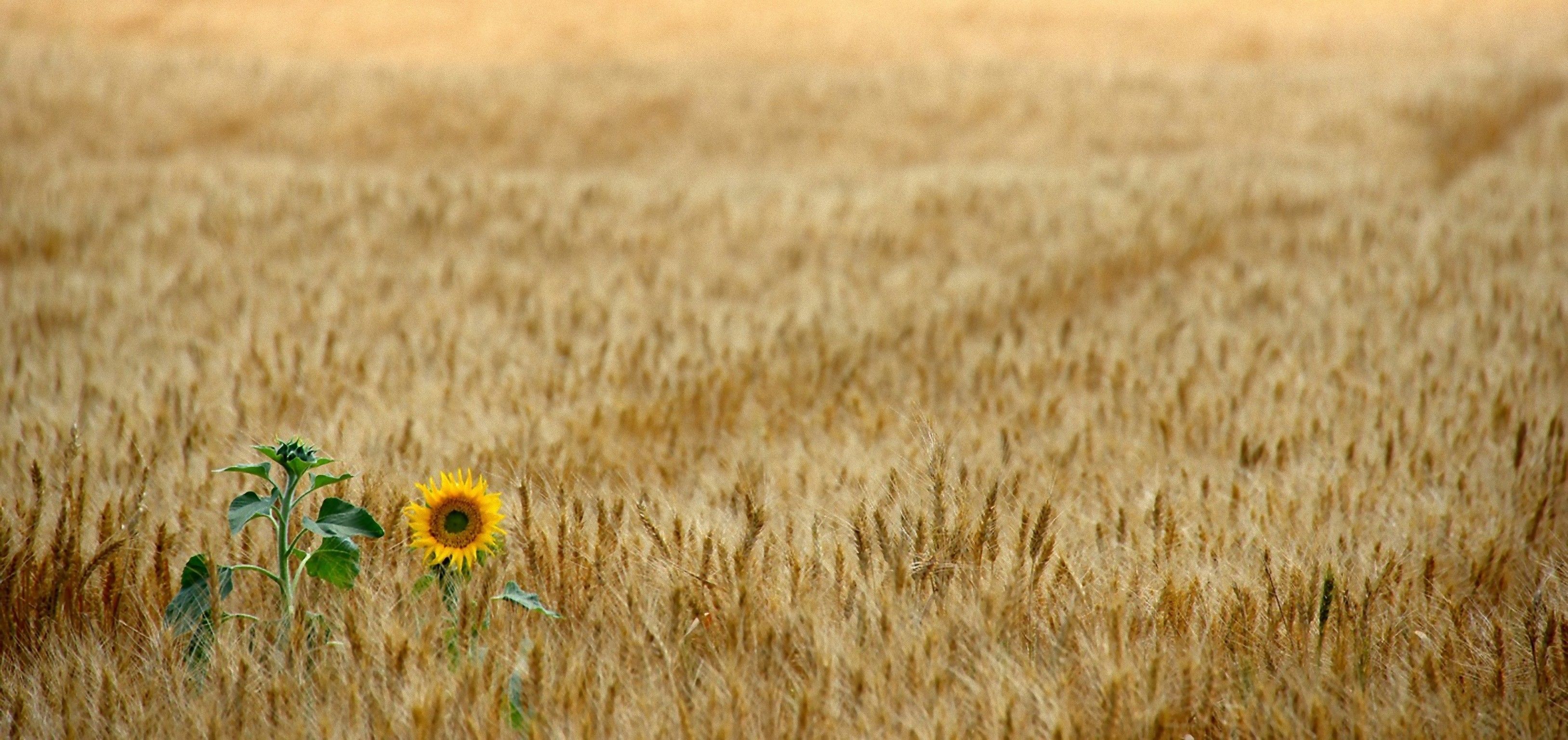 Un campo de trigo dorado con un girasol en primer plano.
