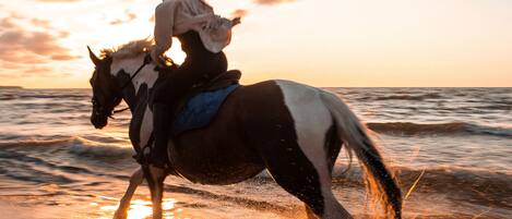 Une personne à cheval sur une plage au coucher du soleil.