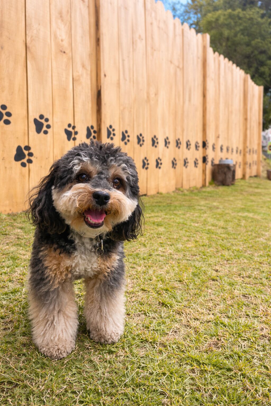 A small dog standing on grass with a wooden fence in the background.