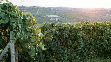 A vineyard with rows of grapevines and a distant view of rolling hills and buildings.