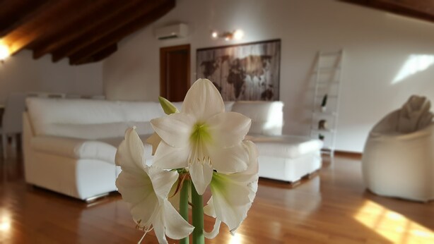 A living room with a white sofa, a white armchair, and a white flower in the foreground. - Donizetti Royal (Bergamo)