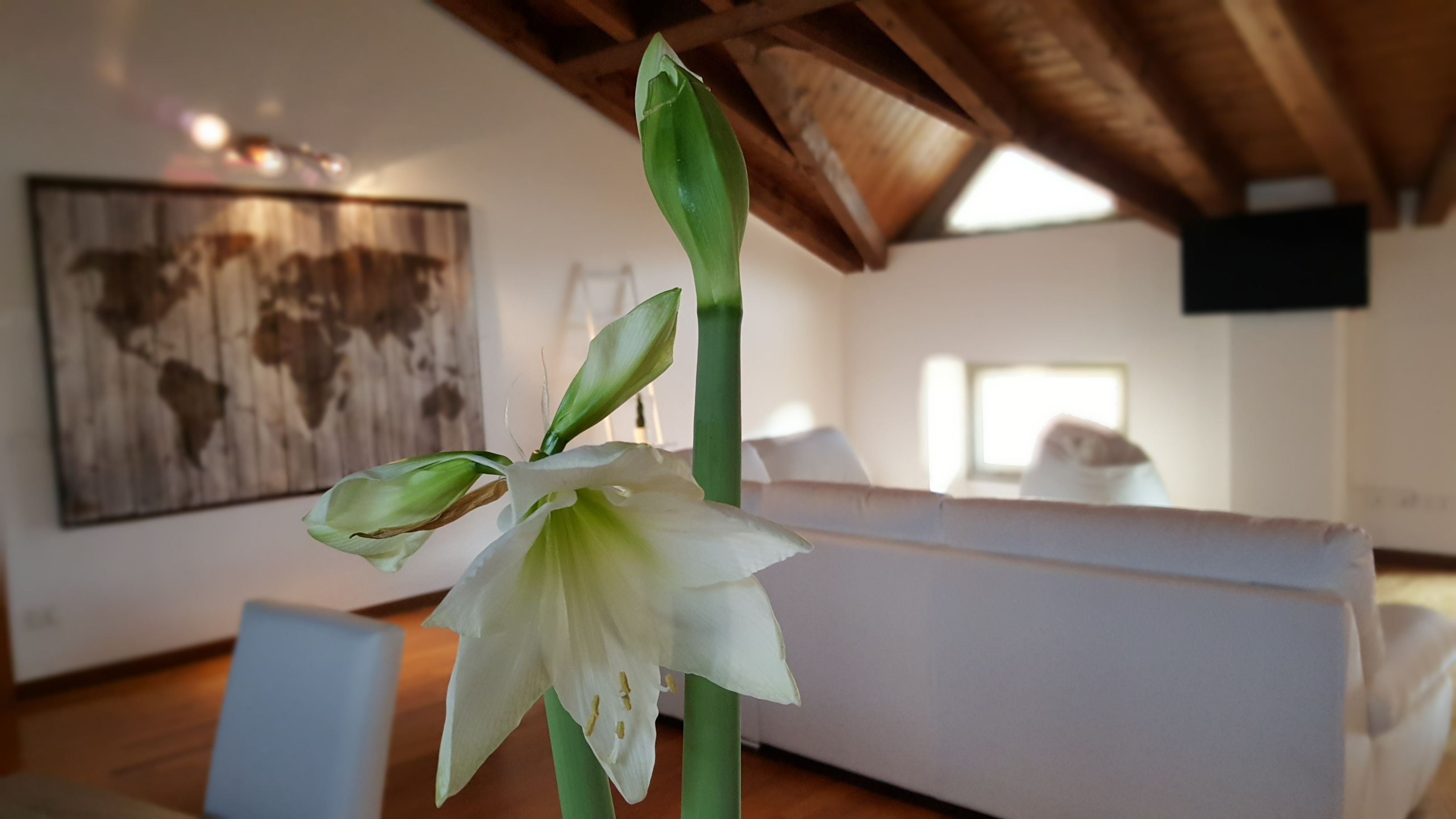 Photo - Donizetti Royal