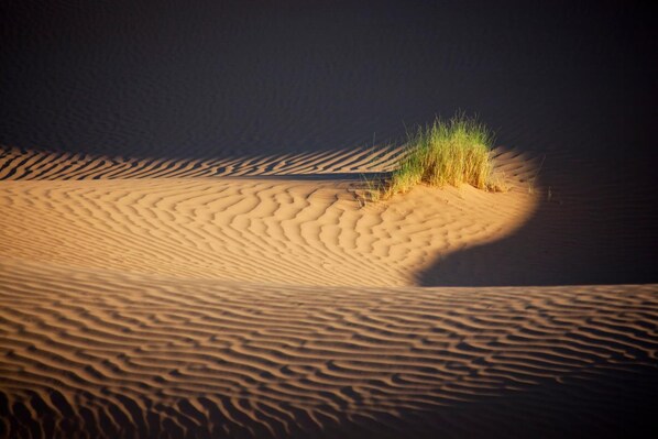 A desert landscape with sand dunes and sparse vegetation. - La Dune Blanche (M'Hamid El Ghizlane)