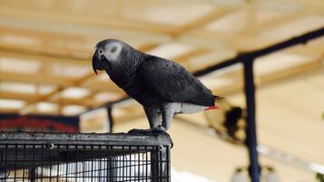 A parrot perched on a cage.