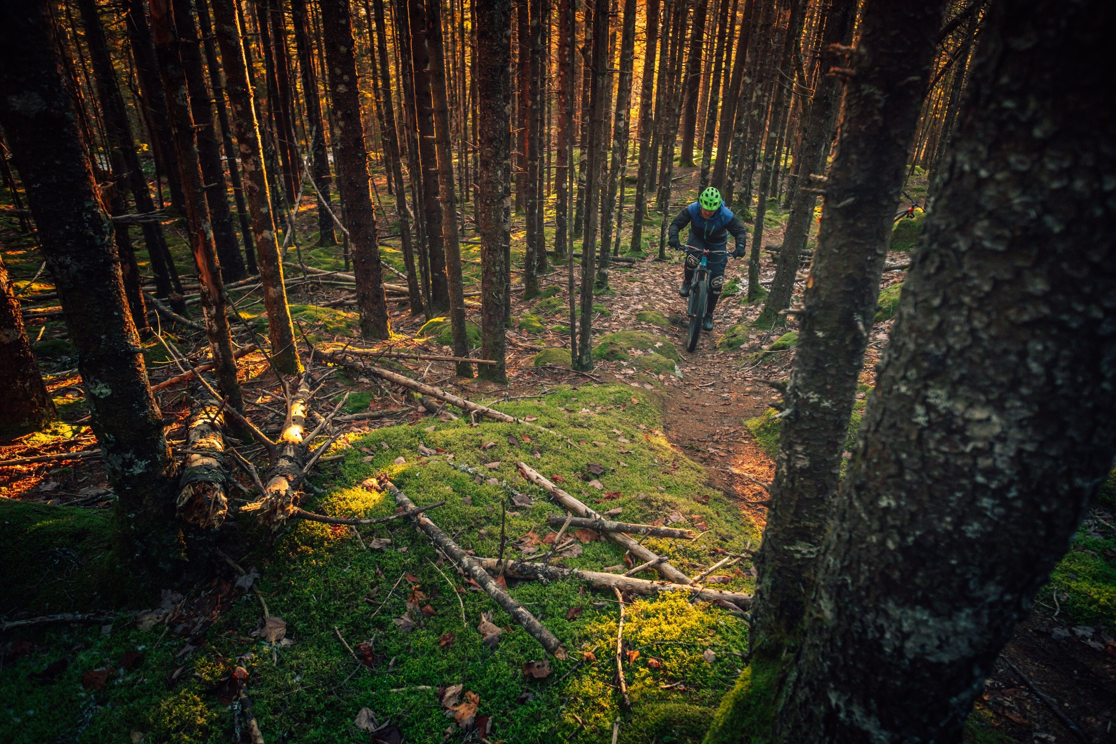 Skovområde med en person på en mountainbike.