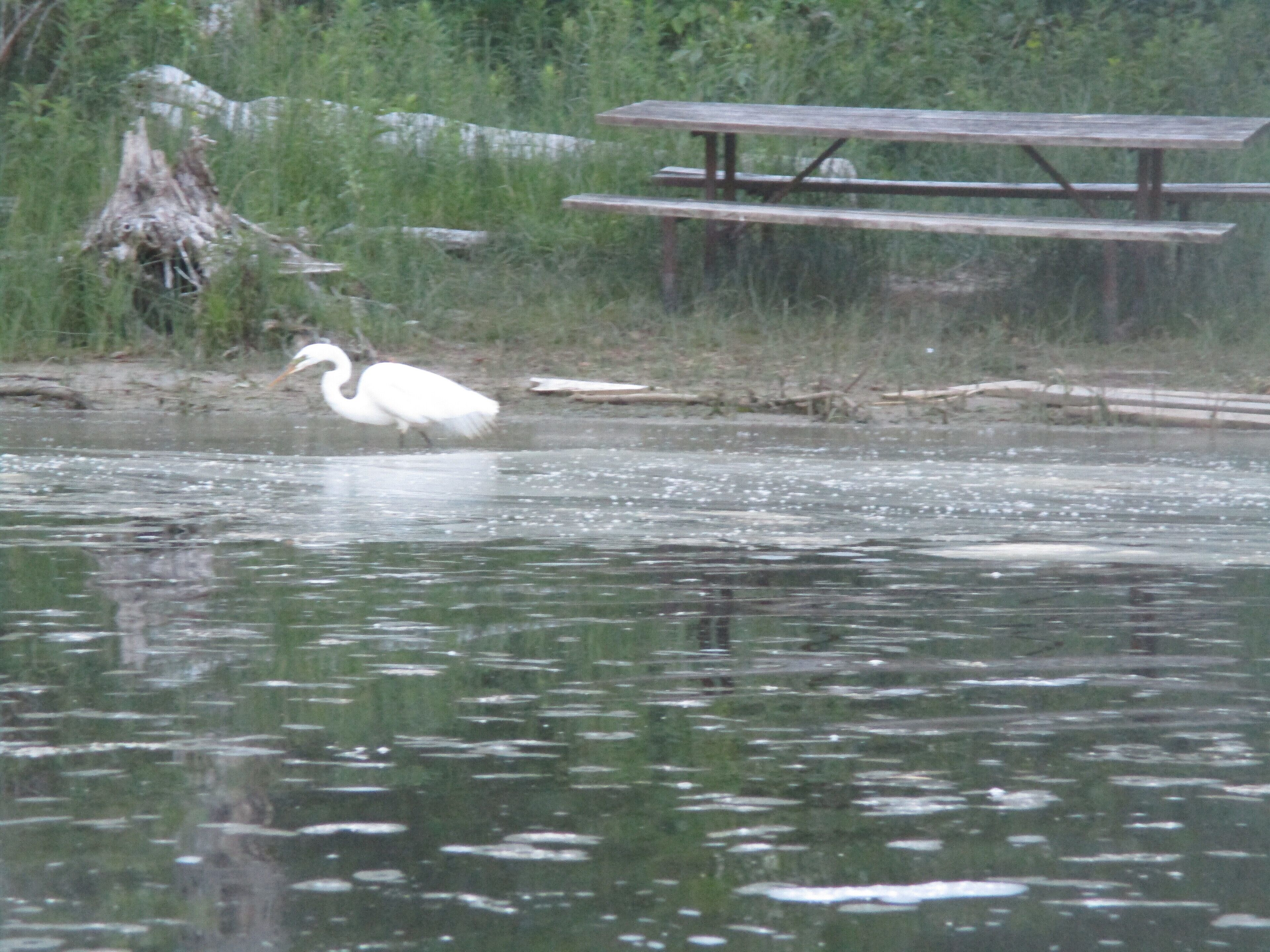 A white bird standing in water near a wooden picnic table.