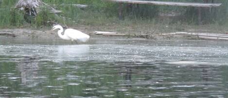 A white bird standing in water near a wooden picnic table.