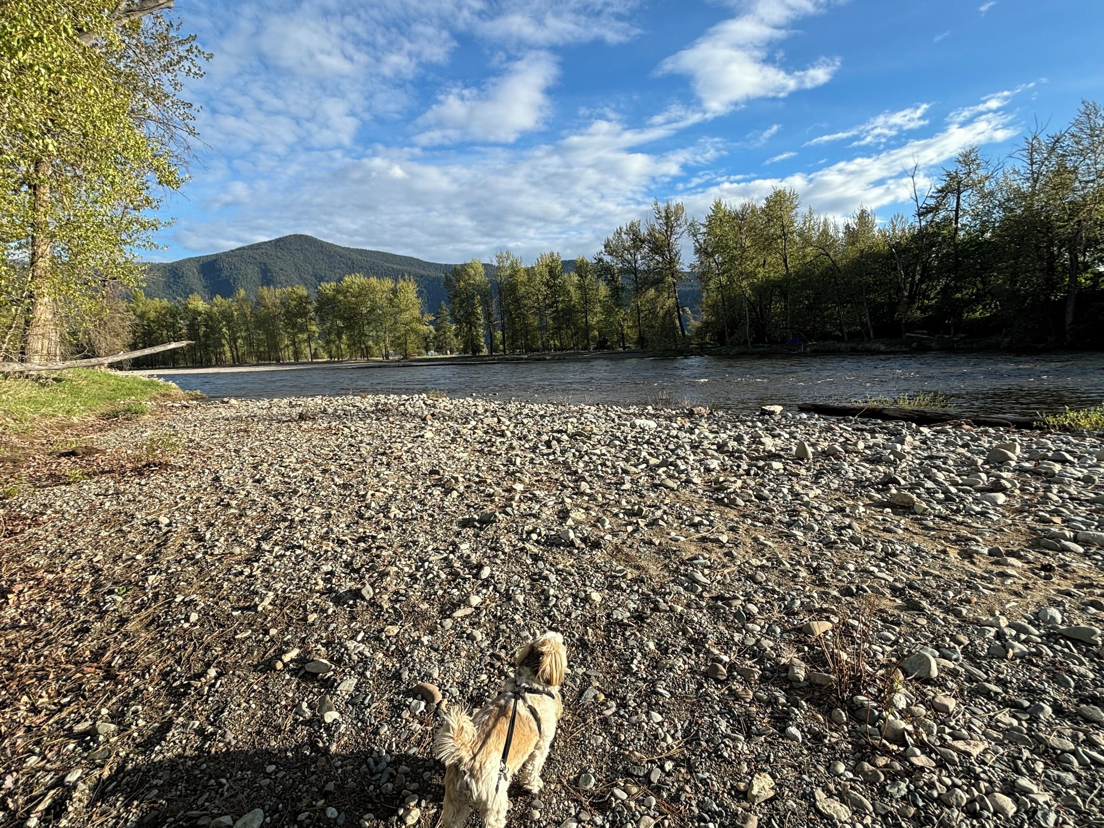 A riverbank with a rocky terrain and a dog in the foreground.