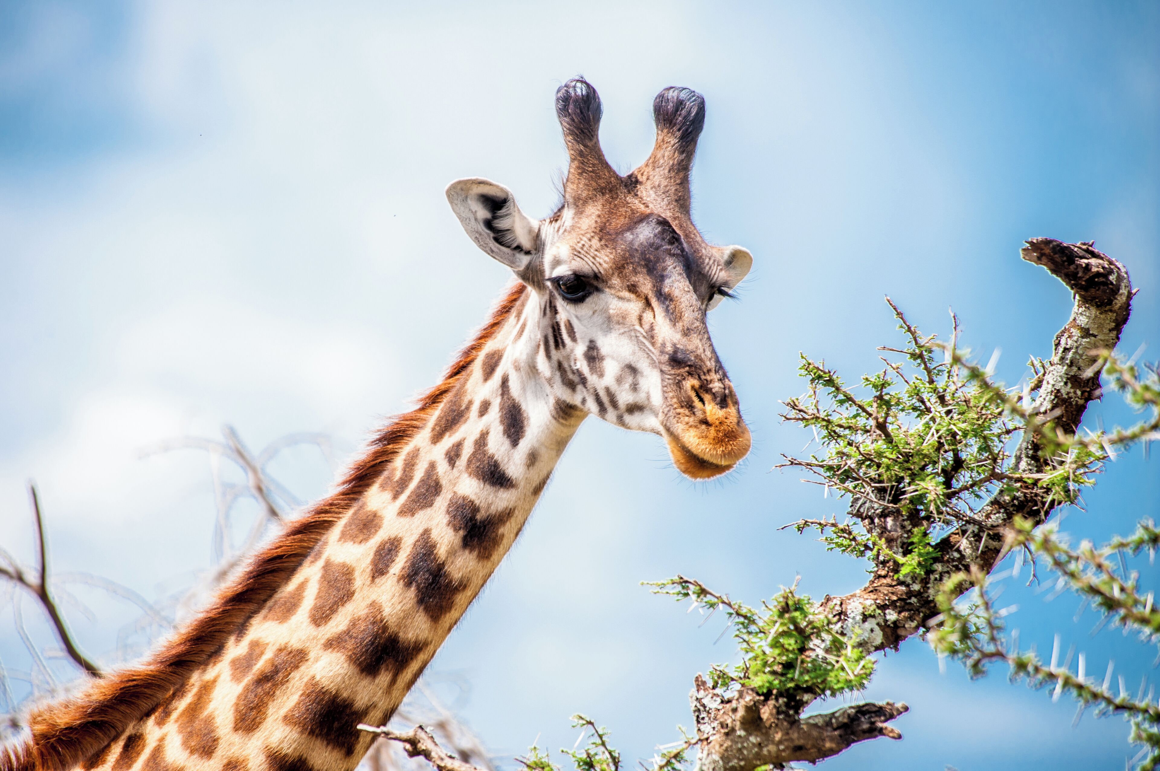 A giraffe with a clear view of its patterned coat and long neck.