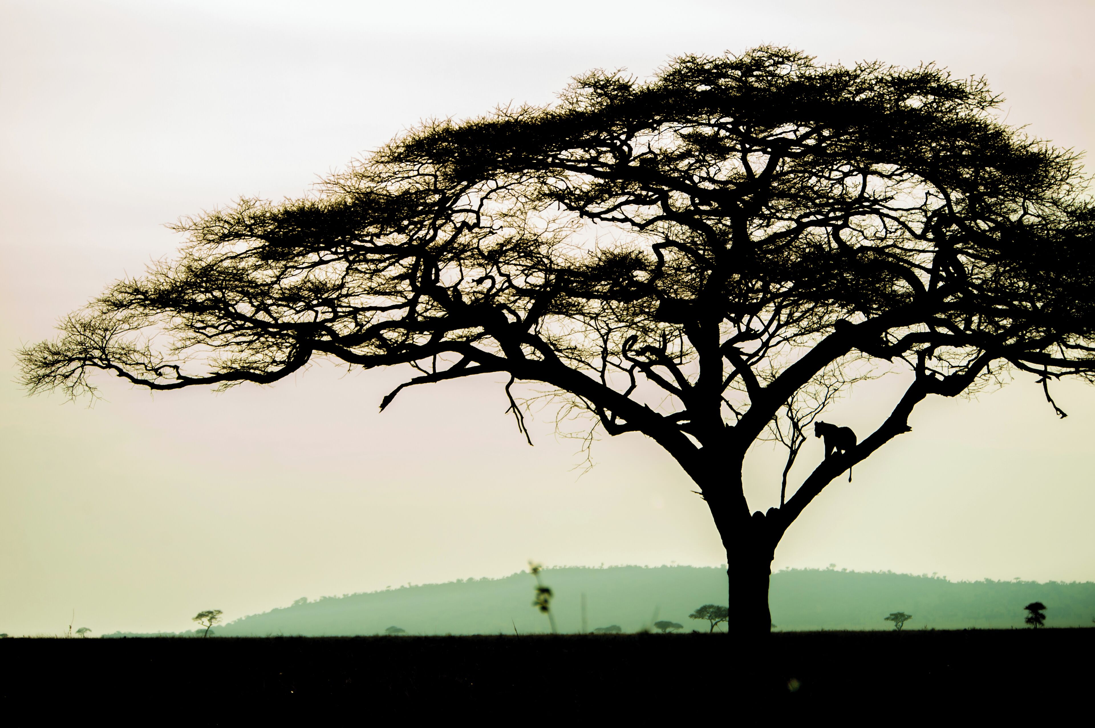 Silueta de un árbol con una estructura de ramas intrincada contra un cielo pálido.