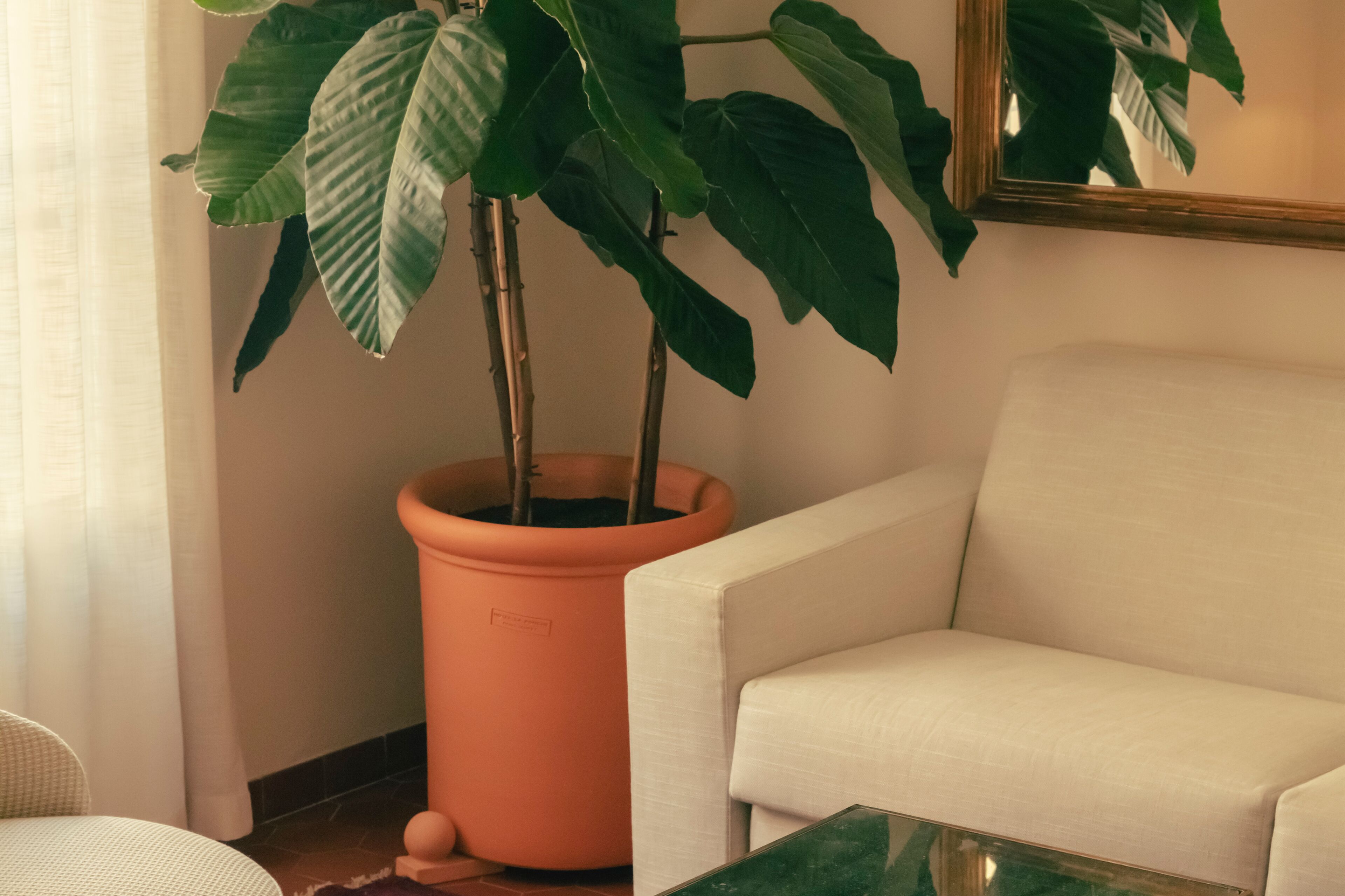 Una habitación con una planta grande en maceta, un sillón blanco y una mesa de centro de vidrio.