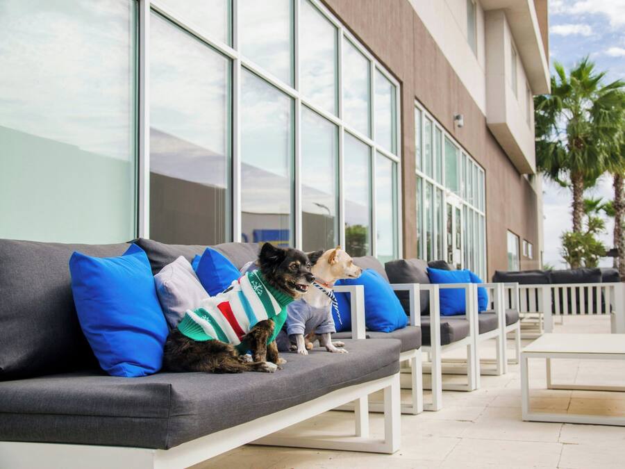 Uma área de estar moderna ao ar livre, com um sofá cinzento e bancos brancos, com dois cães usando suéteres coloridos.