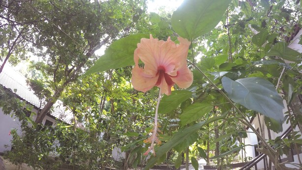 A garden with a prominent orange flower, a pathway, and a staircase. - Perhentian Tivoli Inn (Pulau Perhentian Kecil)