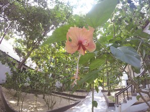 Un jardín con una llamativa flor naranja, un sendero y una escalera.