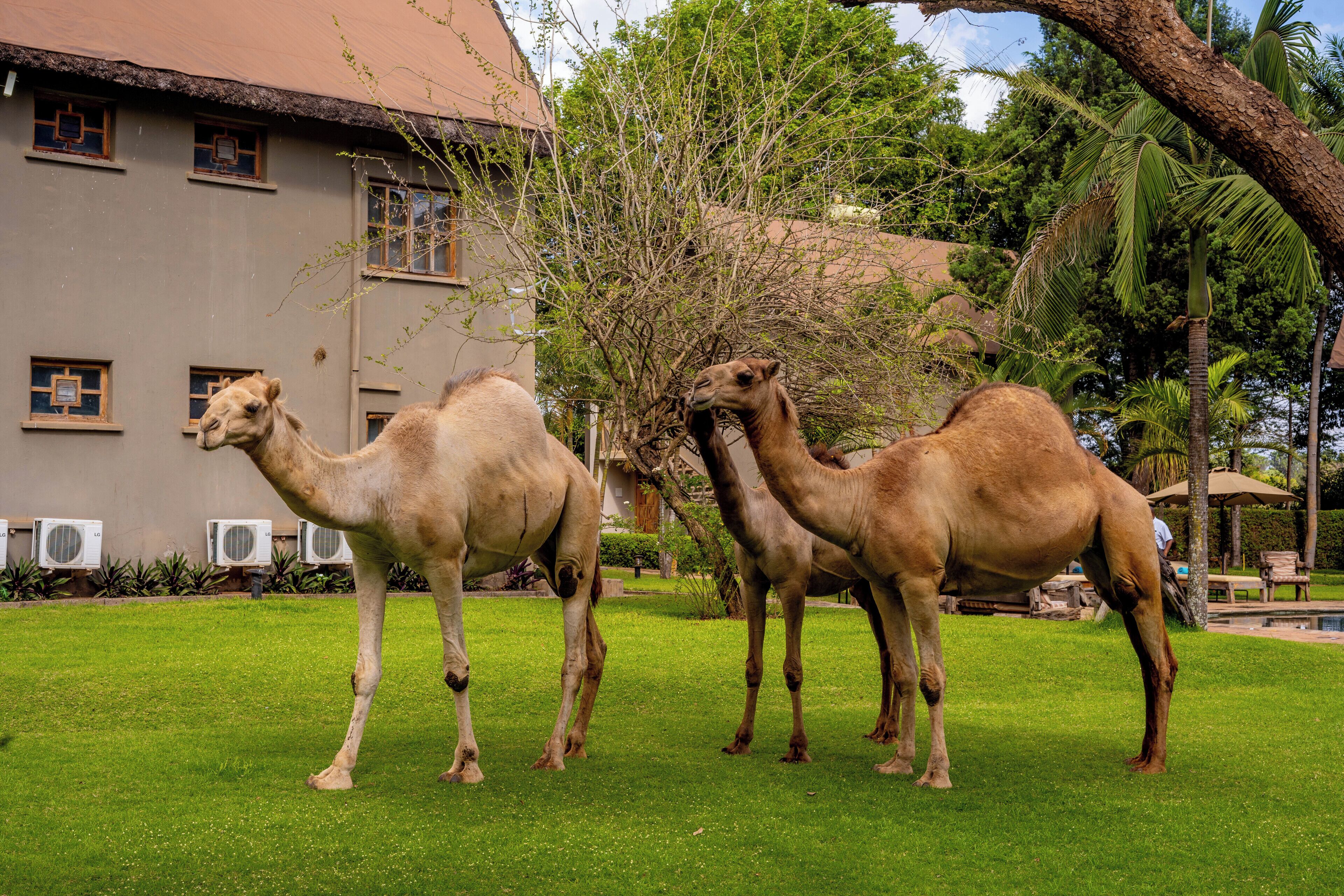 Three camels standing on a grassy lawn in front of a building with multiple windows and air conditioning units.