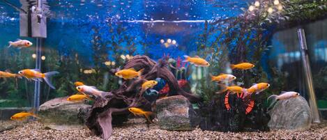 Un aquarium contenant divers poissons rouges nageant autour de rochers et de plantes.
