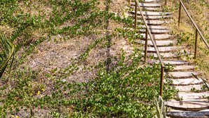 A wooden staircase leading to a beach area with a thatched umbrella and a palm tree. - Pousada dos Ponteiros (São Miguel do Gostoso)