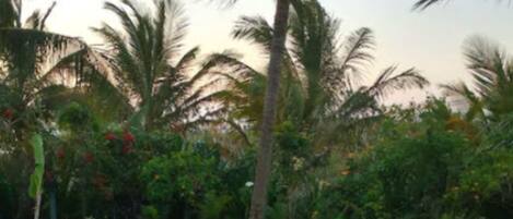 A swimming pool surrounded by lush greenery and palm trees.