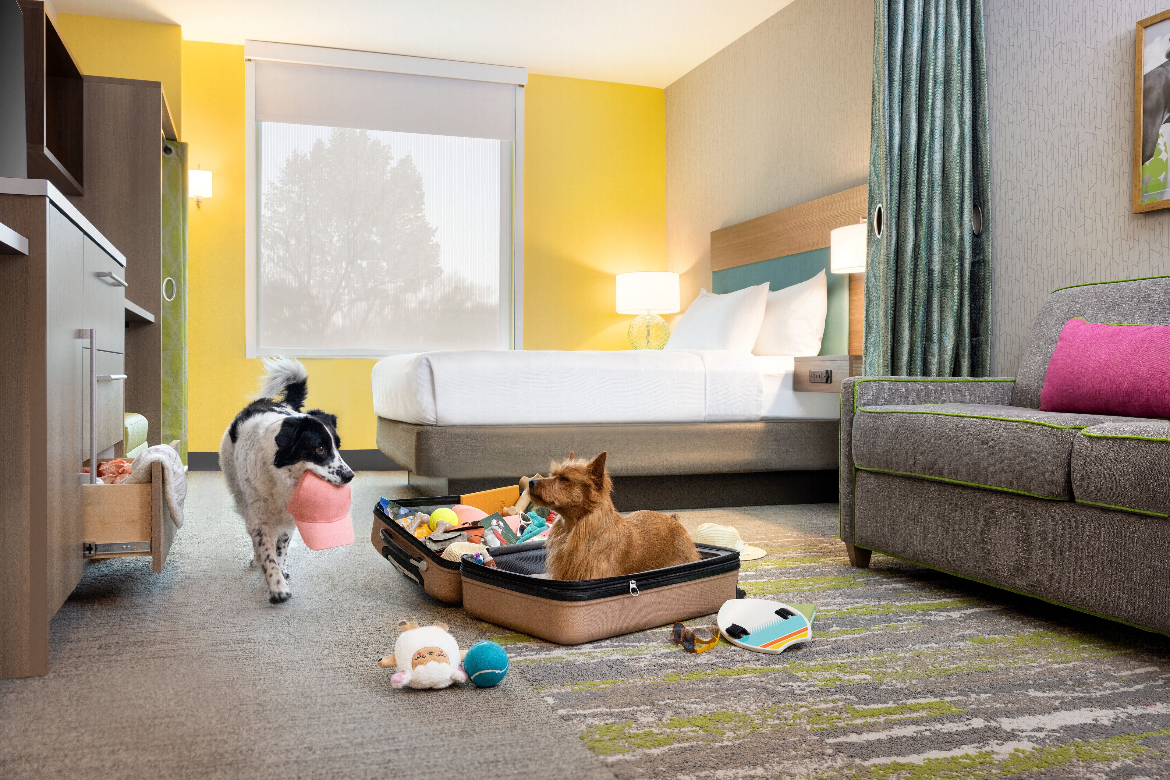 A hotel room with a bed, a sofa, a suitcase with a dog inside, and a dresser.