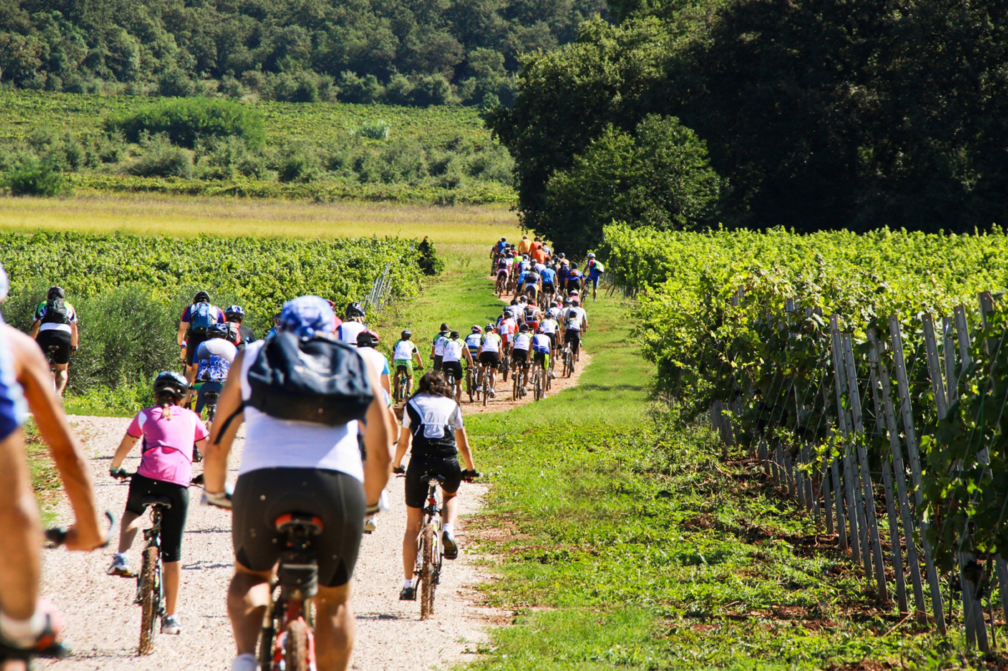 A group of cyclists on a dirt path surrounded by vineyards.