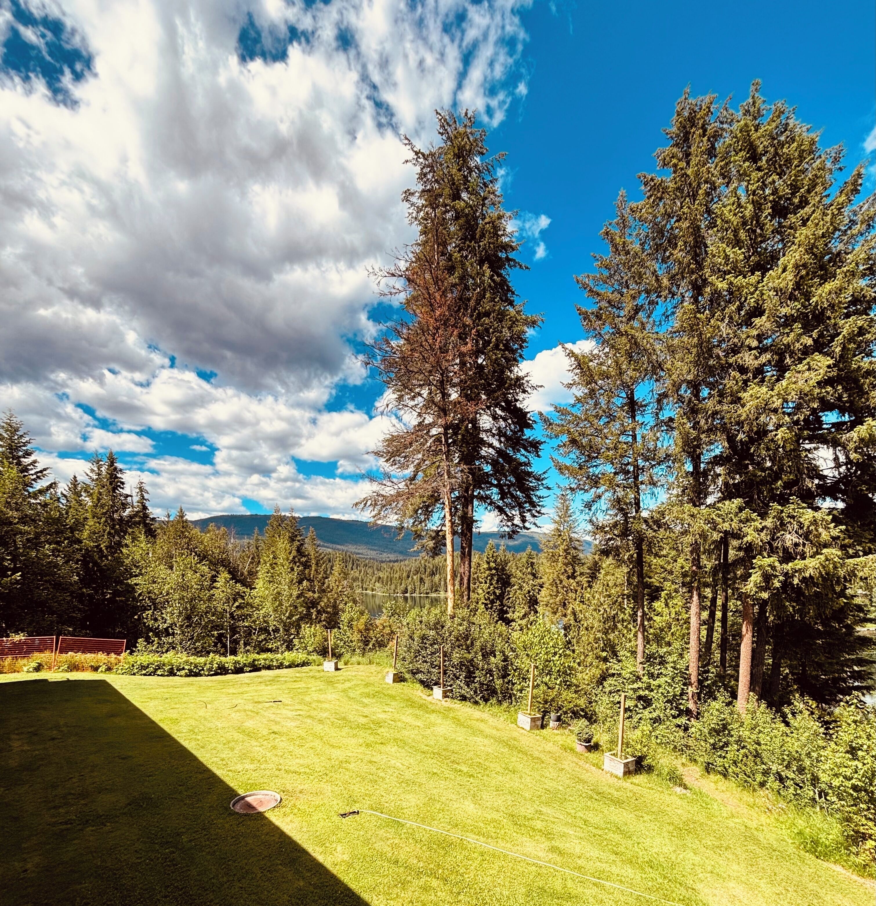 A grassy area with tall trees and a clear sky.