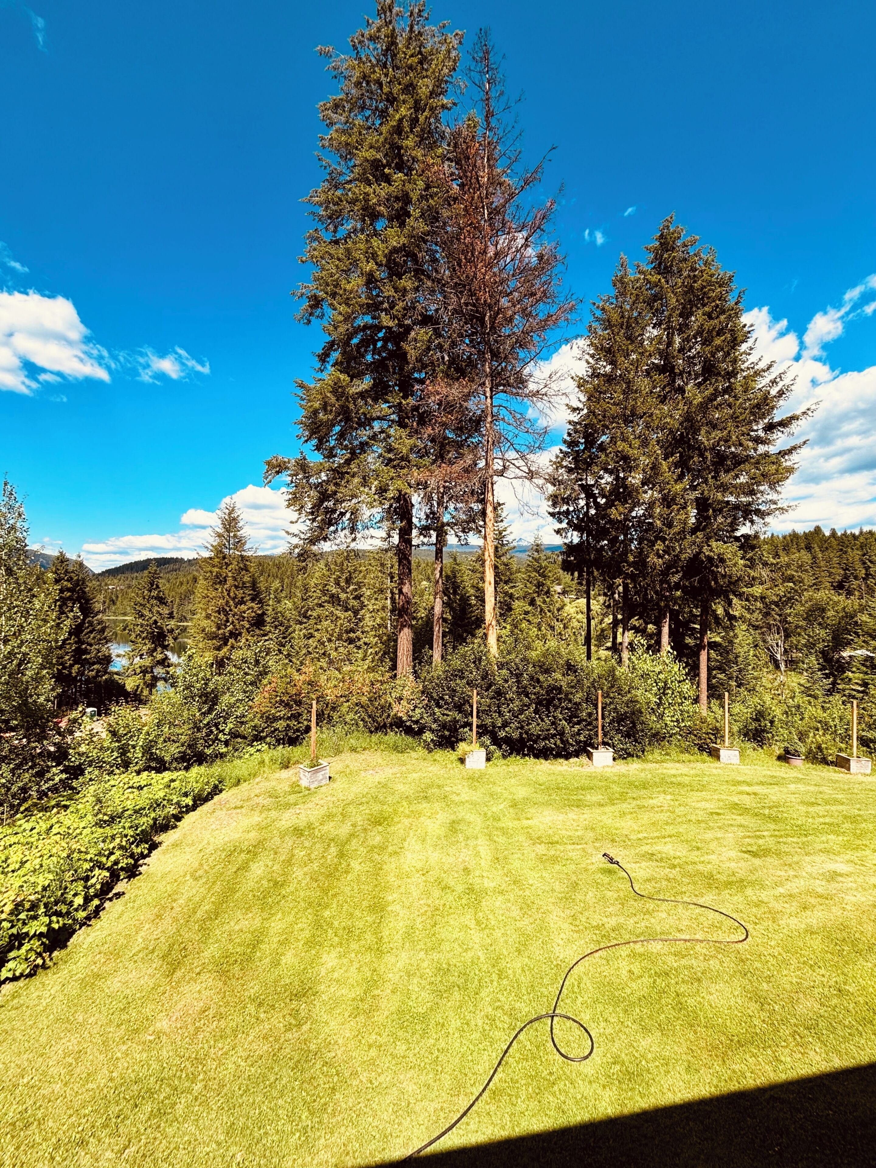 A grassy field with tall trees and a clear blue sky.