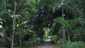 Un sendero pavimentado bordeado de exuberante vegetación y palmeras, que se adentra en un bosque denso.