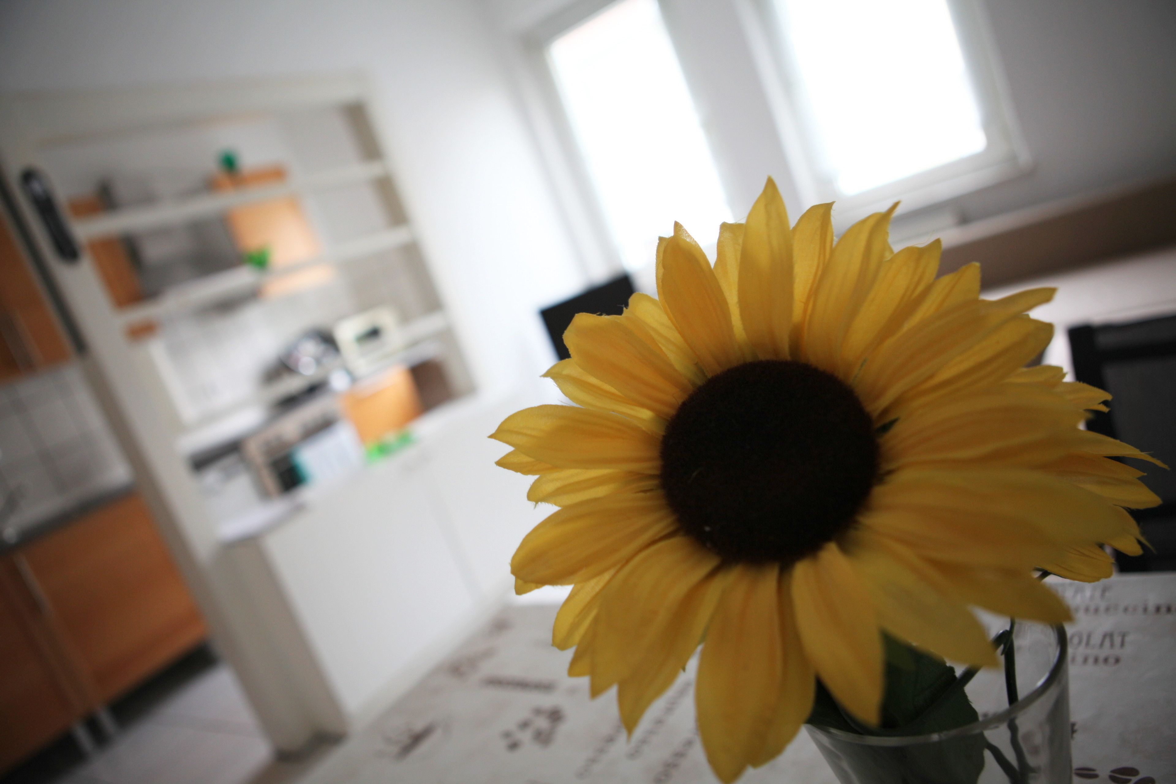 A sunflower in a clear glass vase on a table in a room with white walls and a window.