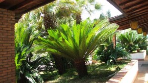 Un espace extérieur abrité, doté d’un mur en briques et de diverses plantes tropicales, dont un grand palmier.