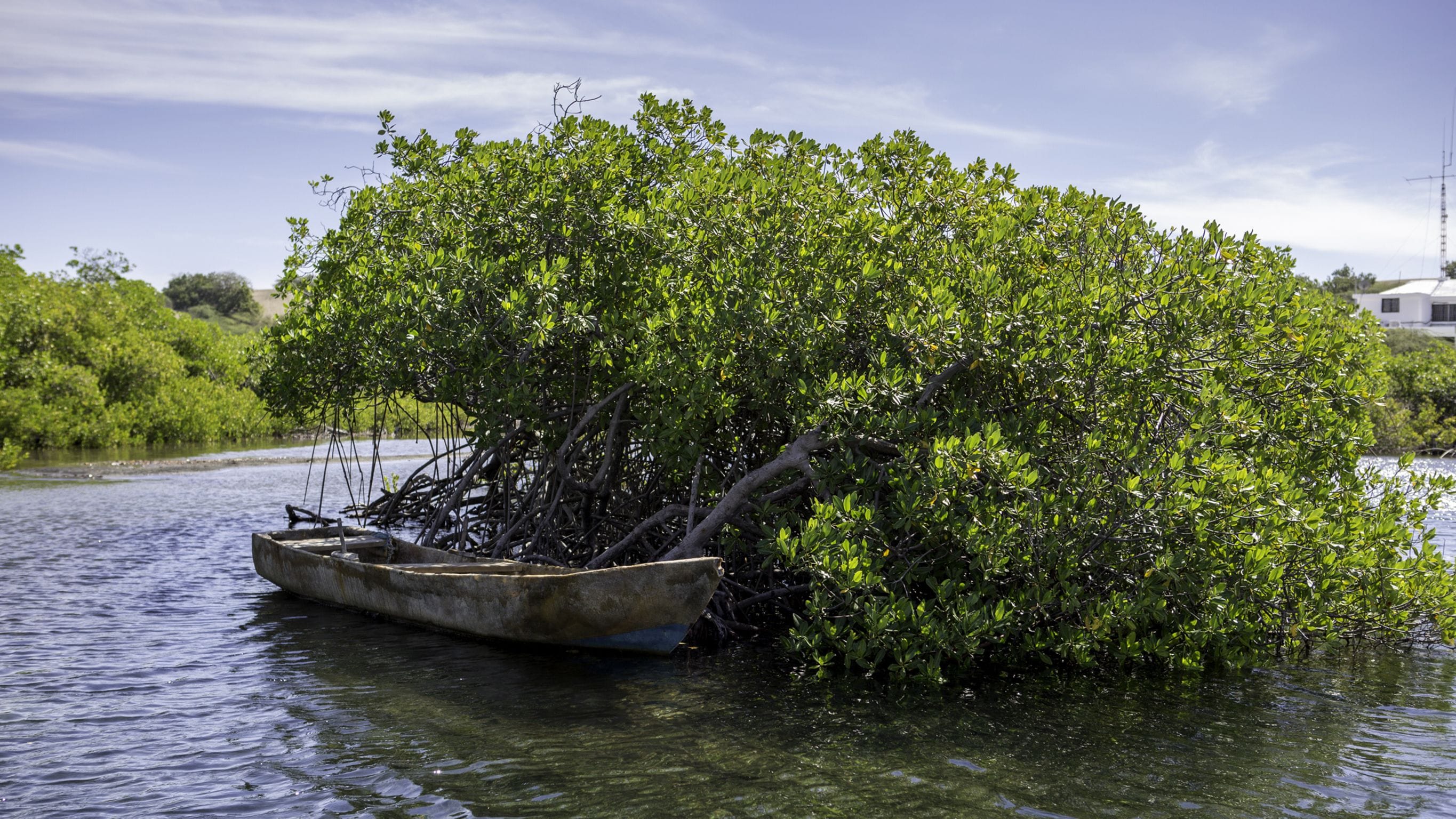 A boat stranded in a mangrove area with dense green foliage.