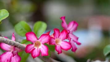 Un primo piano di fiori rosa con foglie verdi.