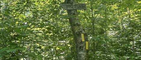 Un árbol con señales de dirección que indican 'Moose Co. Ners' y 'Big Pine'.