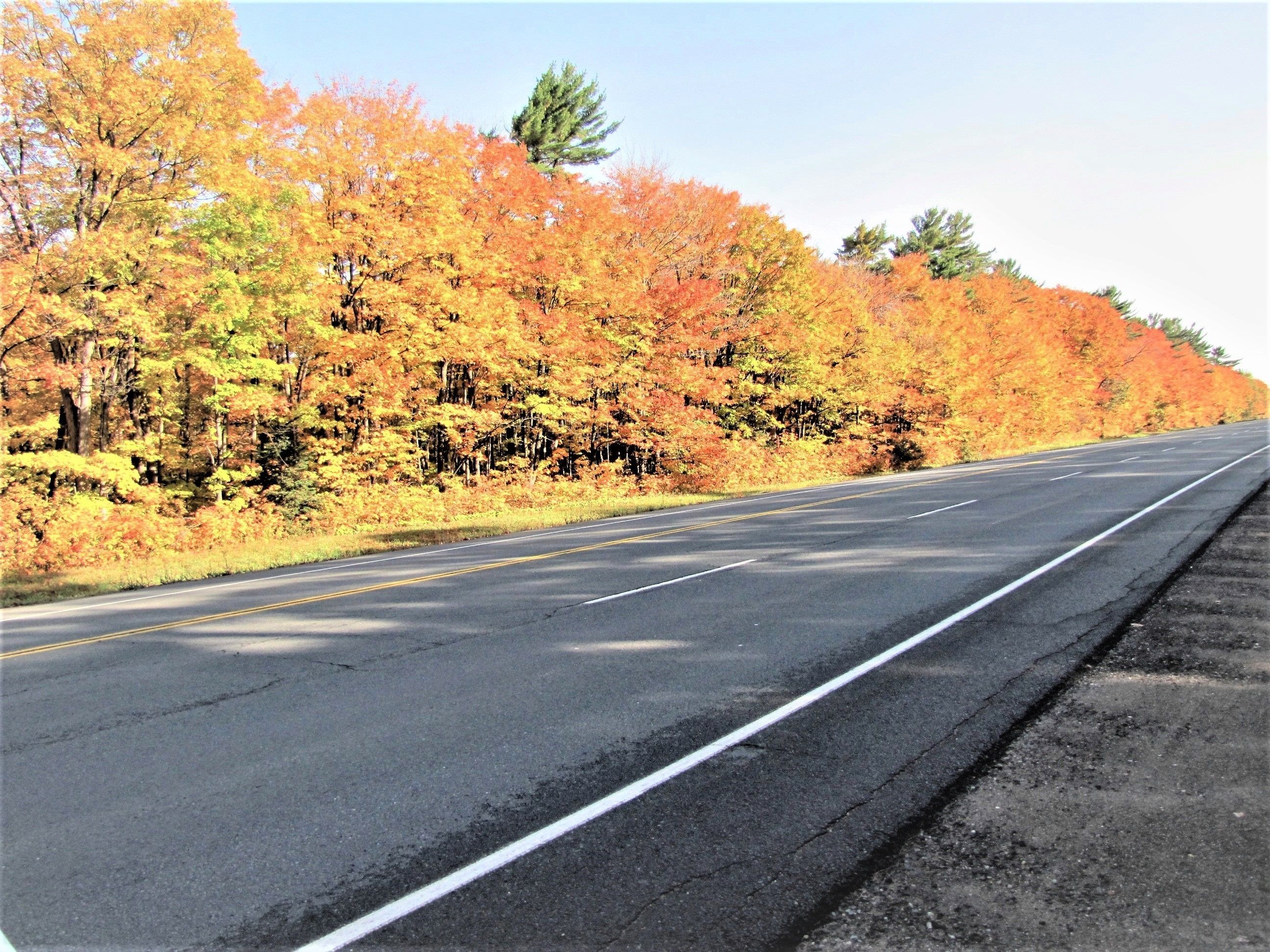 A road with autumn foliage on both sides.