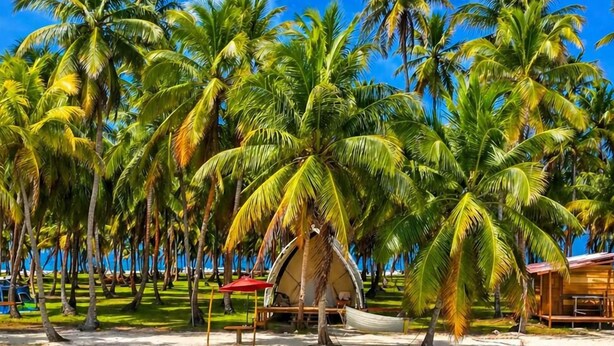 Een strand met helder turquoise water, palmbomen en een hut met rieten dak.