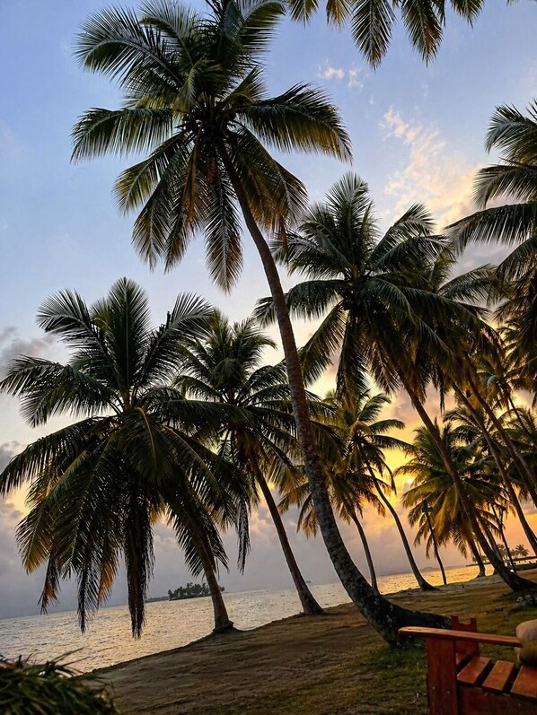 Ein Strand mit Palmen und einer Holzbank.