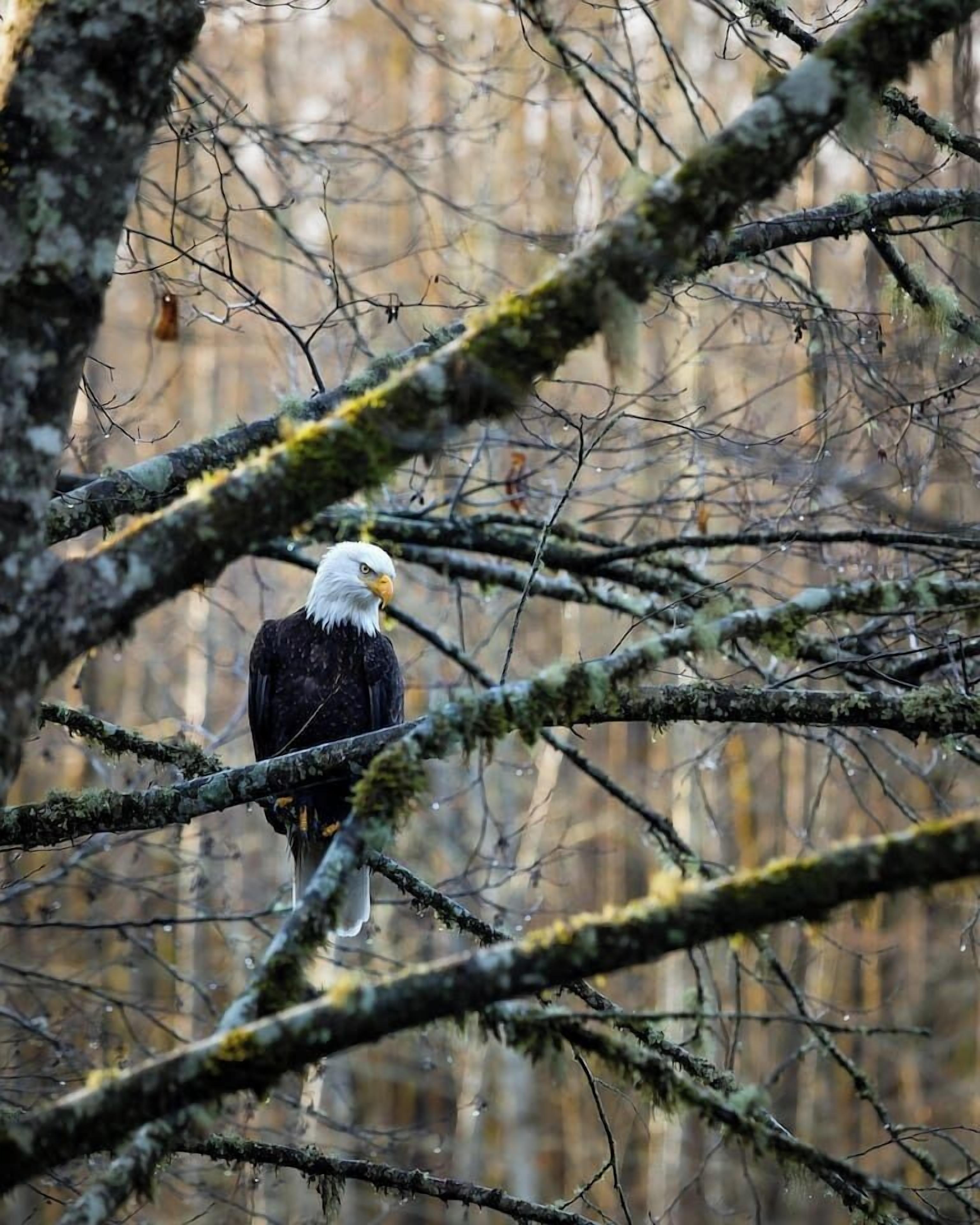 Un águila calva posada en una rama en un bosque.
