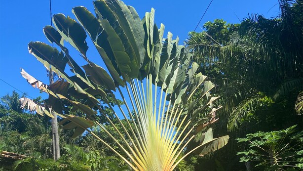 Una carretera de concreto con una palmera abanico grande en el centro, rodeada de vegetación densa y una valla de madera en un lado.