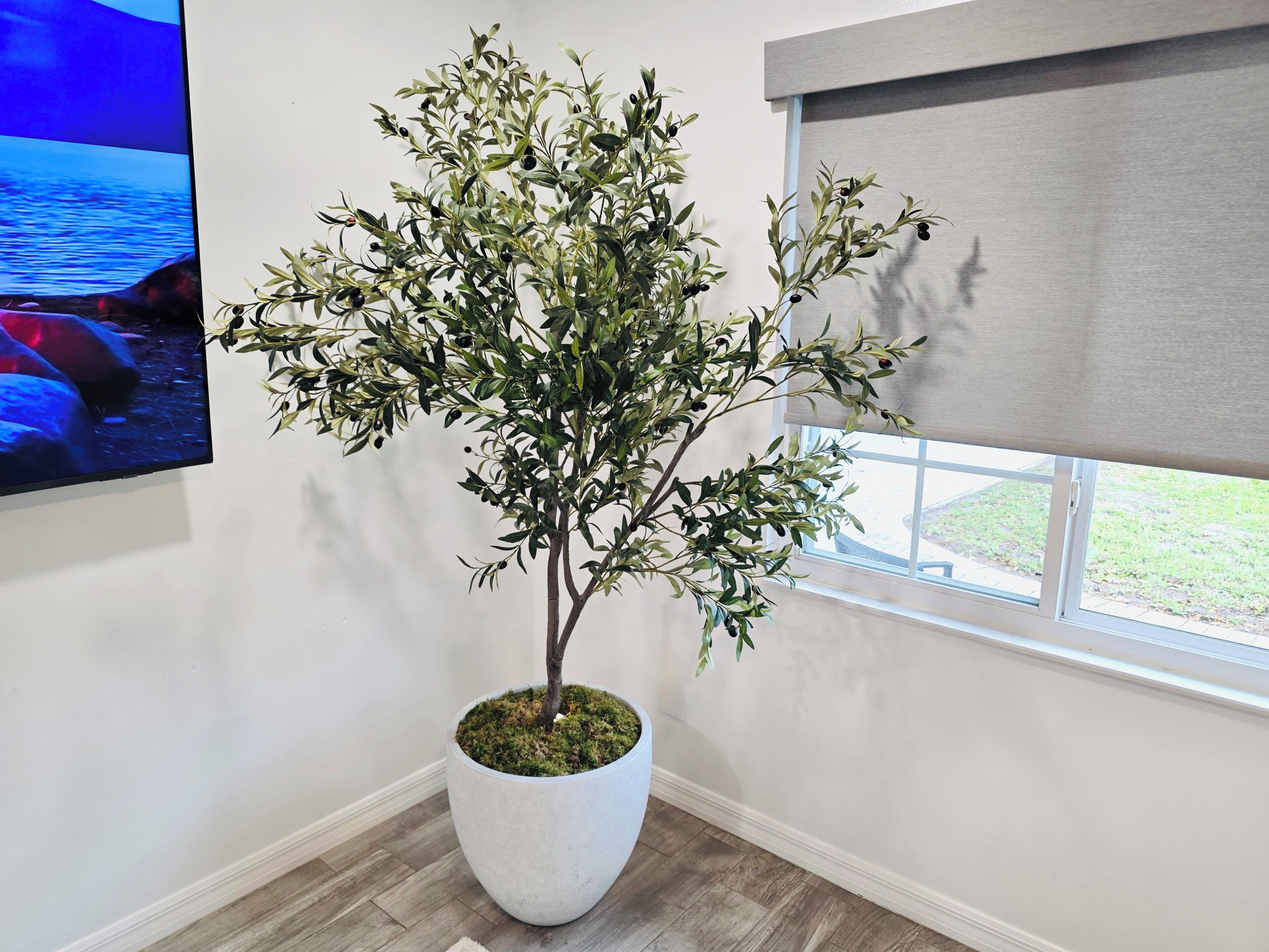 A potted olive tree in a white pot, a television mounted on the wall, and a window with a view of the outdoors.