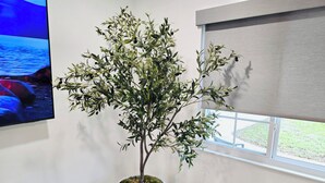 A potted olive tree in a white pot, a television mounted on the wall, and a window with a view of the outdoors. - Pool Home + BBQ Grill + Family Friendly in Orlando, FL! (Orlando)