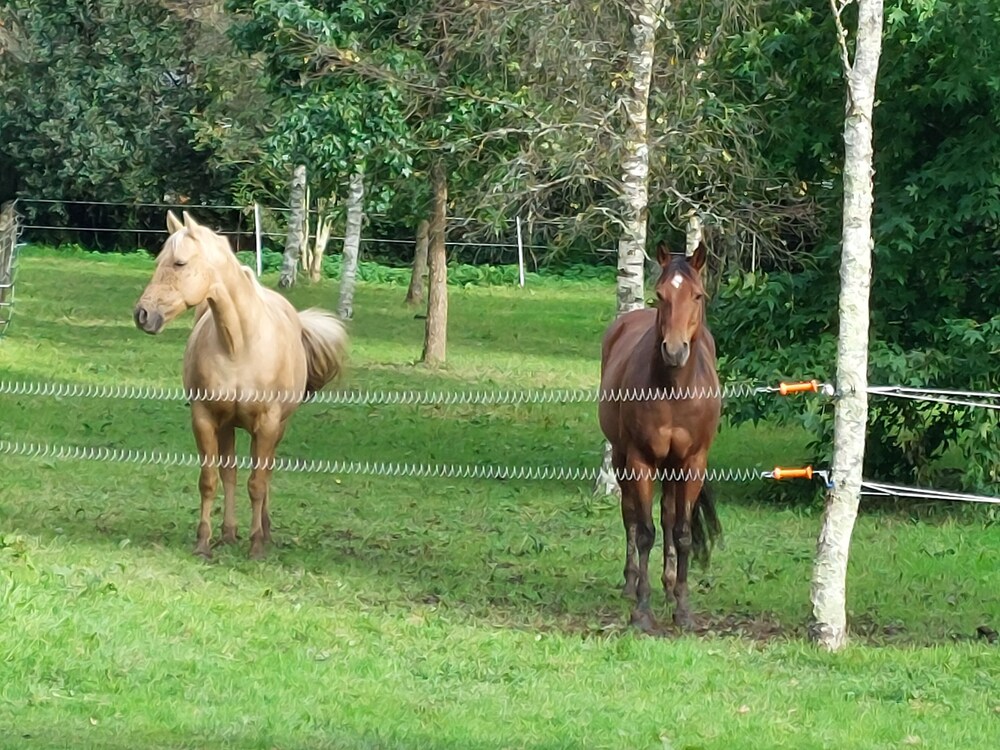 Nature getaway for 2, cosy gîte- wooded park, animals ok. Close to beaches and hiking