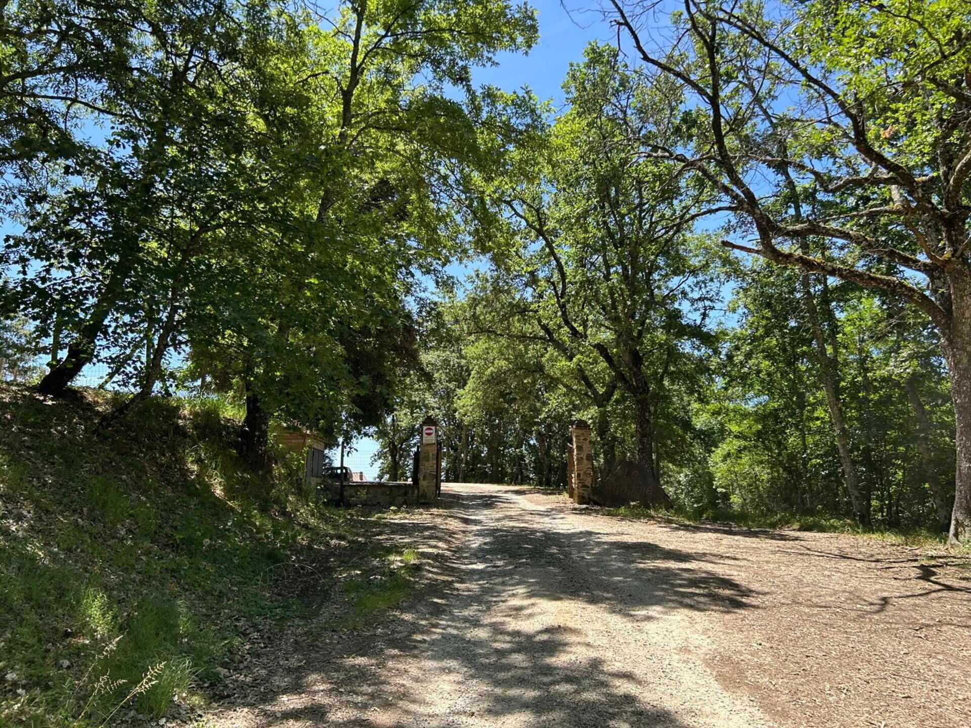 Un sendero de tierra que serpentea por un área boscosa con árboles a ambos lados.